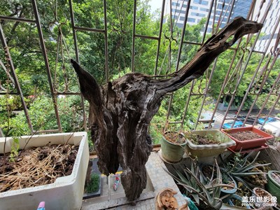 入手S21U發(fā)布的第一張照片