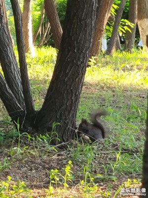 看到一只松鼠