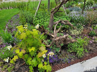 哈哈，世博會(huì)開啦