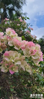 西雙版納傣族自治州隨手拍