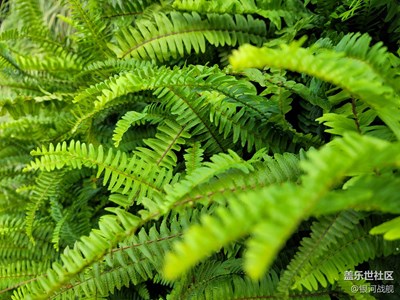 愿你的心情如花兒一樣美麗