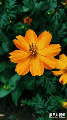 端午鄉(xiāng)下隨手拍