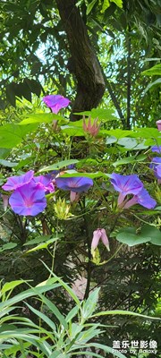 S21ultra拍攝靜態(tài)植物，效果超級(jí)棒！