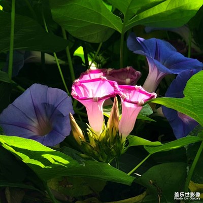 【春去夏猶清】+天意憐幽草