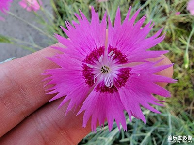 【春去夏猶清】+春花夏噴泉