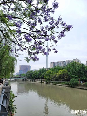 【春去夏猶清】+府南河看藍花楹