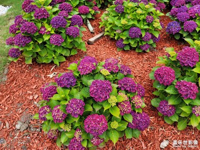 花博會(huì)開啦哈哈