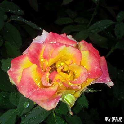 金粉嬌艷，雨露鮮艷（原圖）