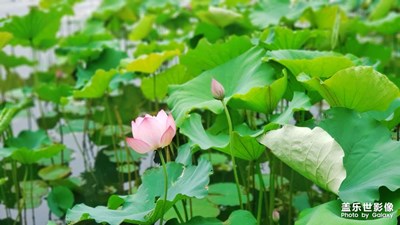 【水面清圓·一一風(fēng)荷舉】