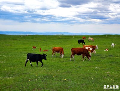 【春去夏猶清】美麗草原