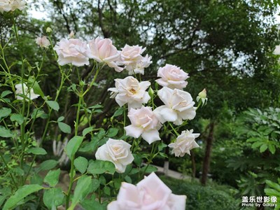 發(fā)一些拍的圖片，