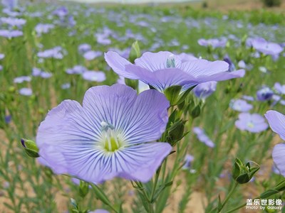 鄉(xiāng)下隨手拍