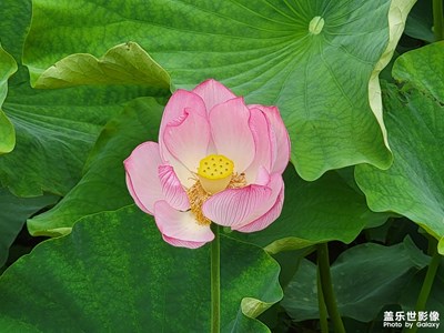 清涼一夏 一起賞荷