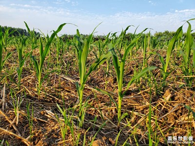 今年又見玉米苗