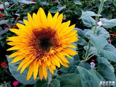 【留住精彩】+傍晚