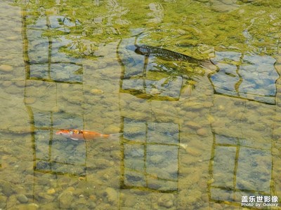 公司園區(qū)池塘的錦鯉