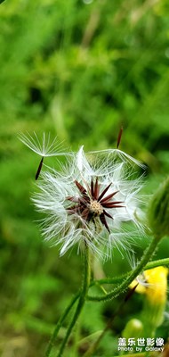 隨手拍～驚艷雨后