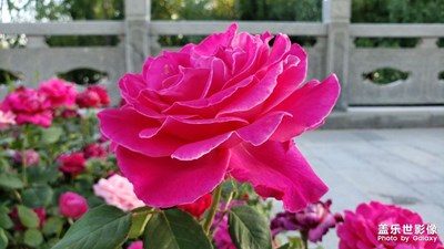 【星動一夏】百花盛開的季節(jié)