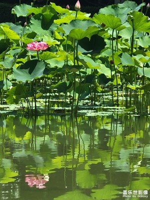 蓮、荷、影