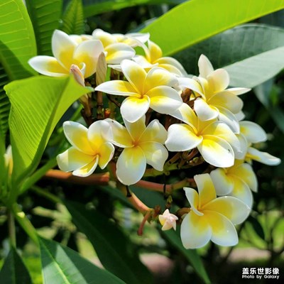 六月  沿途風(fēng)景依舊