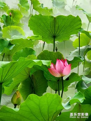 【星動一夏】周末賞荷爬山