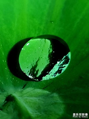荷葉露珠