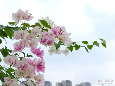 【星動(dòng)一夏】+多彩三角梅