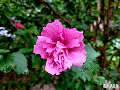 新S20FE試試拍照效果