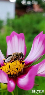 隨手拍～蜜蜂少女隊