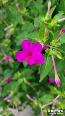 【星動一夏】
+夏天的小花