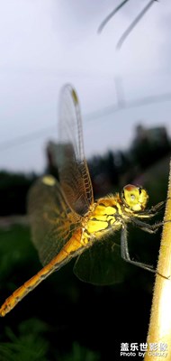 隨手拍～雷雨后