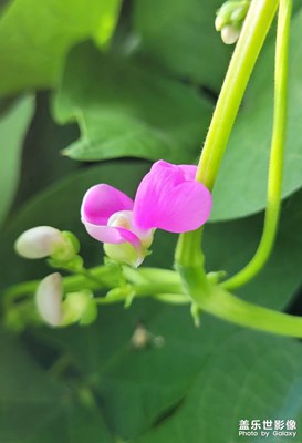 【瞬間精彩】+菜園里的花