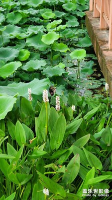 【星動一夏】+夏日荷