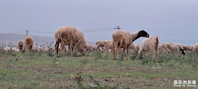 羊羊羊   旺旺旺