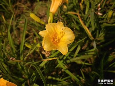 S21 Ultra 拍照就是好看