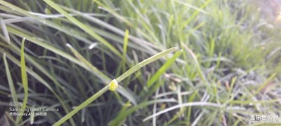 Galaxy A51 5G 青草