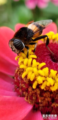 隨手拍~驚艷昆蟲