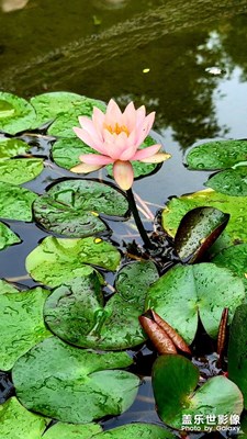 水蓮杜甫草堂蓮花池塘