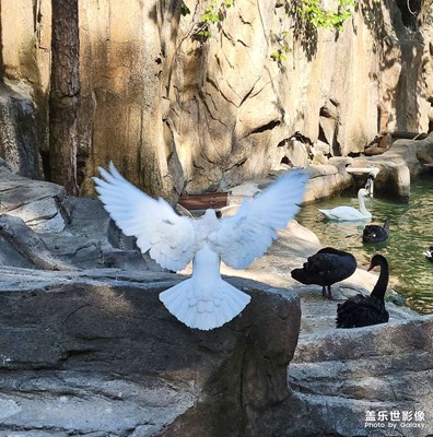 【夏了夏天】鴿子