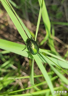 【星動一夏】+夏蟲
