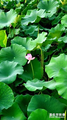 【星動一夏】+夏日荷 花正盛