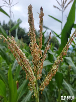 盛夏時(shí)節(jié)