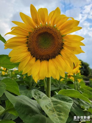 向日葵的約定??