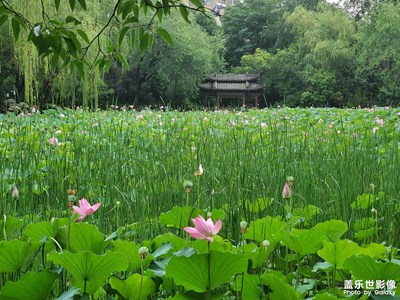 【夏了夏天】+生如夏花