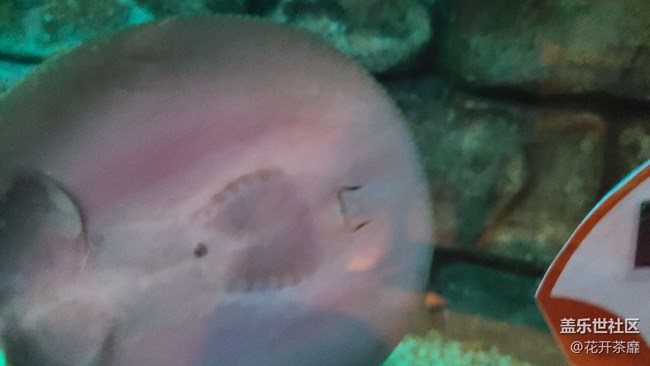 沈陽(yáng)星部落k11海洋館攝影活動(dòng)回顧