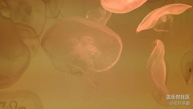 沈陽(yáng)星部落k11海洋館攝影活動(dòng)回顧