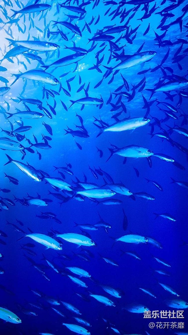 沈陽(yáng)星部落k11海洋館攝影活動(dòng)回顧