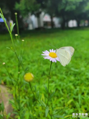 野菊花和蝴蝶