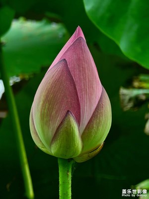 【不負(fù)美好】+潔凈荷花