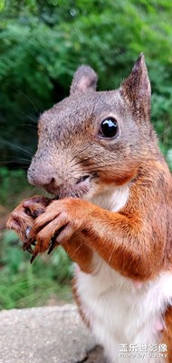 隨手拍～松鼠